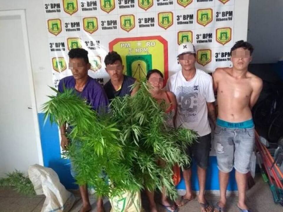 ligação anônima leva polícia a prender família que cultivava pés de maconha em casa