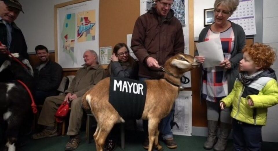 Cabra assume posto de ‘prefeita’ de cidadezinha no norte dos EUA