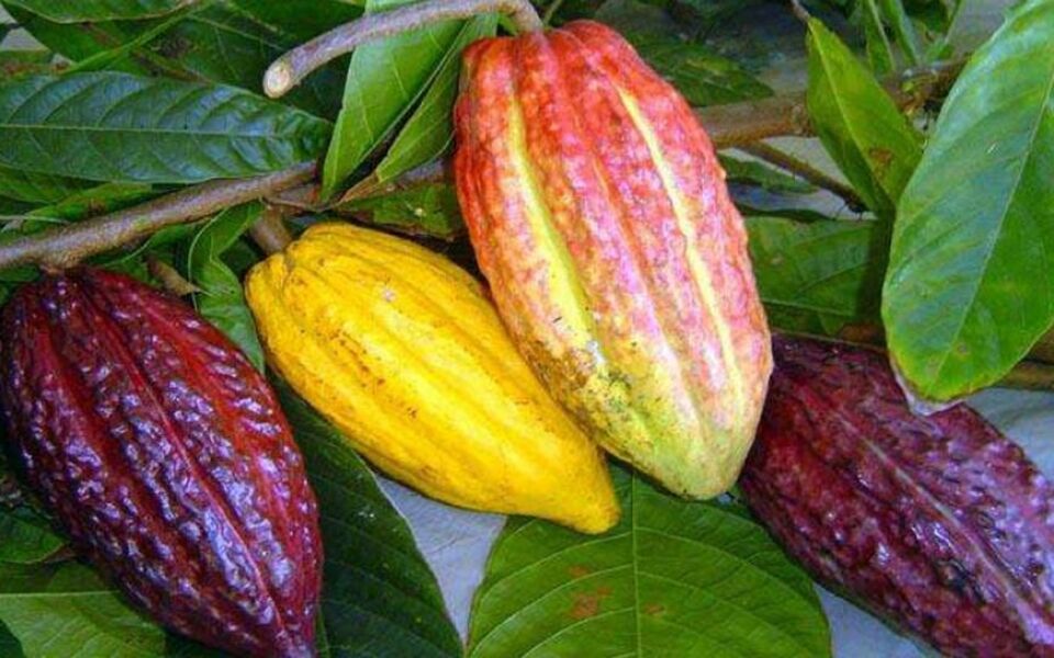Rondônia se destaca no Dia do Cacau como terceiro maior produtor do Brasil