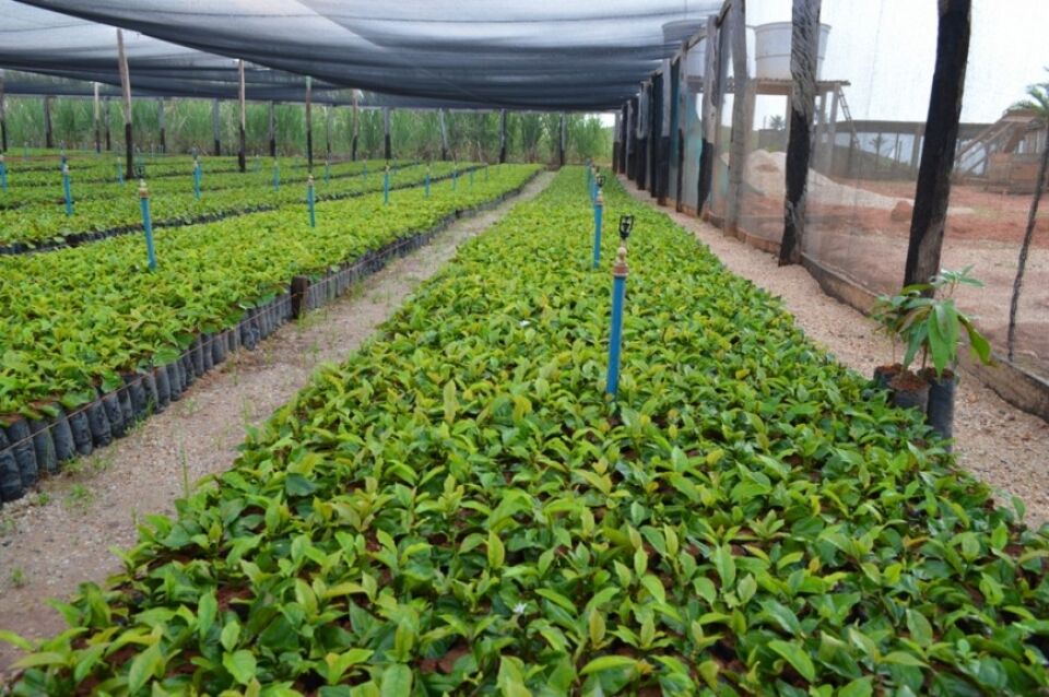 Com área de cultivo 23,9% menor do que em 2015, produção estimada de café clonal deve aumentar em 21,6% em Rondônia