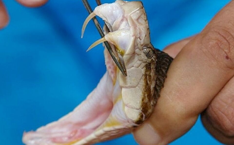 Fapero apoia a primeira patente de fármaco anti-leishmaniose e dispõe de R$ 1,4 milhão para pesquisas em saúde pública