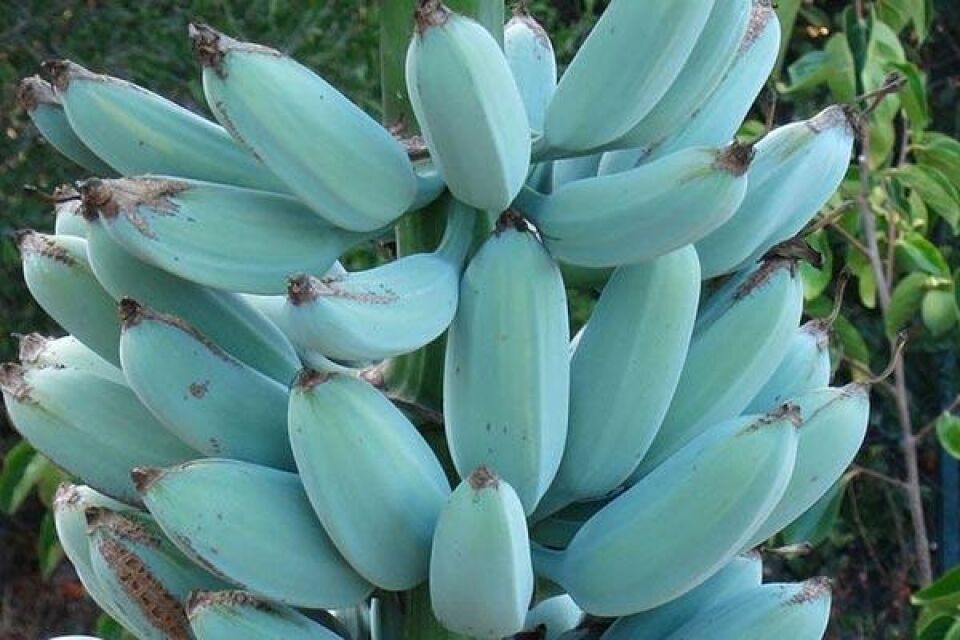 A BANANA AZUL É MESMO SURREAL: TEM TEXTURA DE SORVETE E SABOR DE BAUNILHA