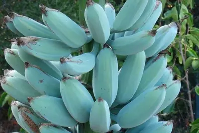A BANANA AZUL É MESMO SURREAL: TEM TEXTURA DE SORVETE E SABOR DE BAUNILHA