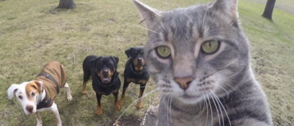 Amanhã Comissão do Senado analisa Estatuto dos Animais