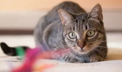 Gatos conseguem reconhecer seus próprios nomes, diz estudo