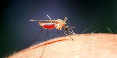 PICADAS: OS REMÉDIOS NATURAIS E CASEIROS MAIS EFICAZES