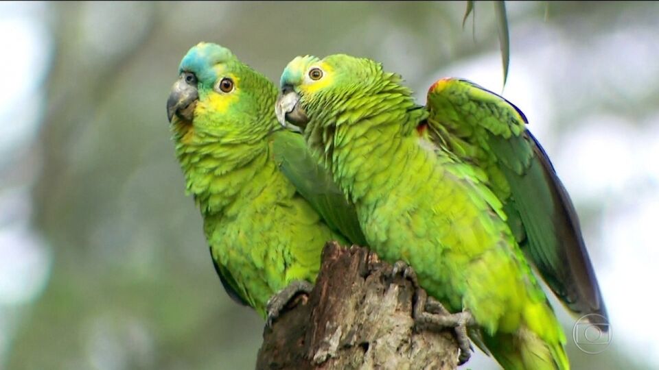 Brasil, terra de papagaios