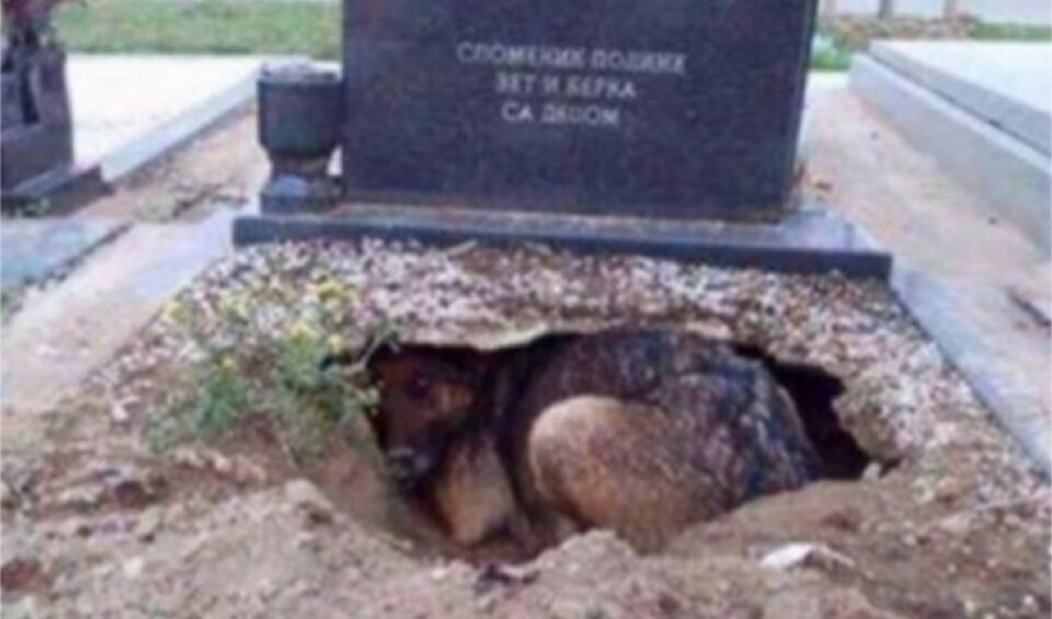 Cachorro cava buraco em túmulo para ficar perto do dono que foi enterrado no local