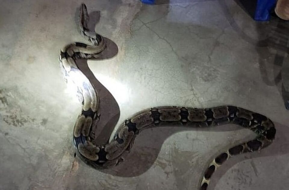 Bombeiros capturam jiboia com mais de dois metros em residência do bairro jardim tropical