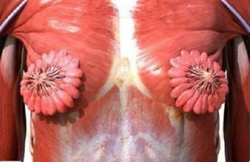 Imagem mostra dutos de leite materno no seio humano