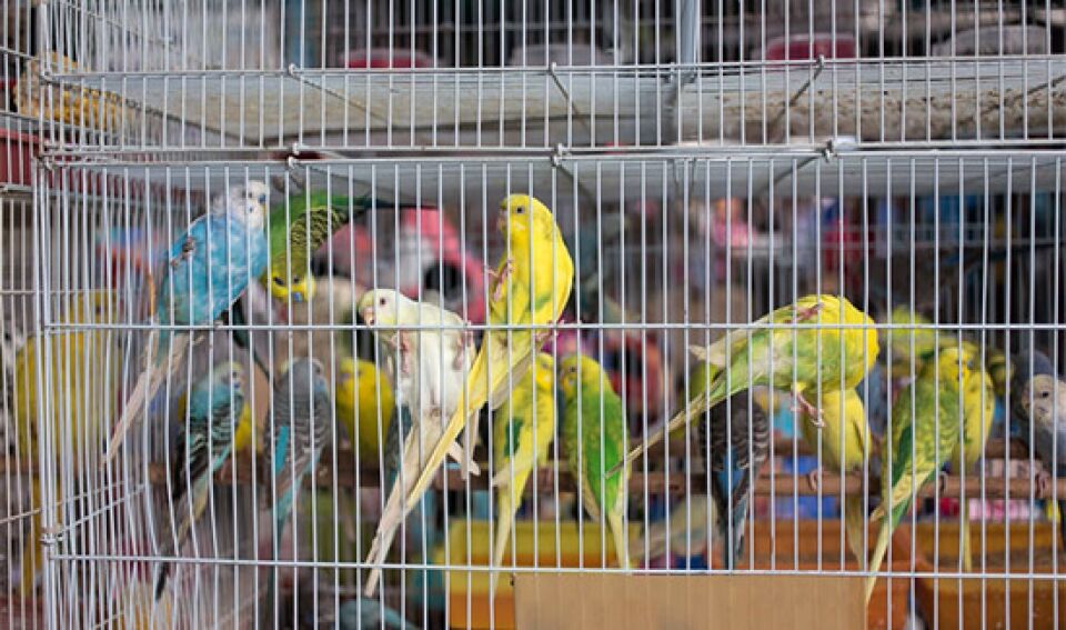 TRF4 condena homem que falsificou emblemas do Ibama para manter aves em cativeiro