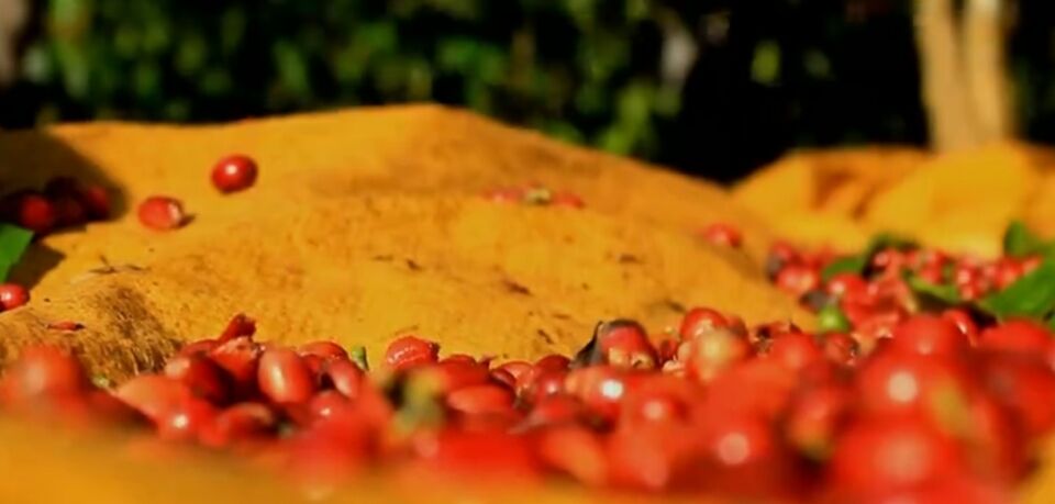 Produtividade do café conilon cresce em Rondônia, mas preço preocupa agricultores