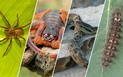 Alerta: saiba o que fazer se for picado por animal peçonhento