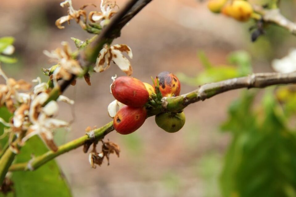 Concafé: Maior concurso de qualidade de café robusta do país oferece R$ 40 mil em prêmios