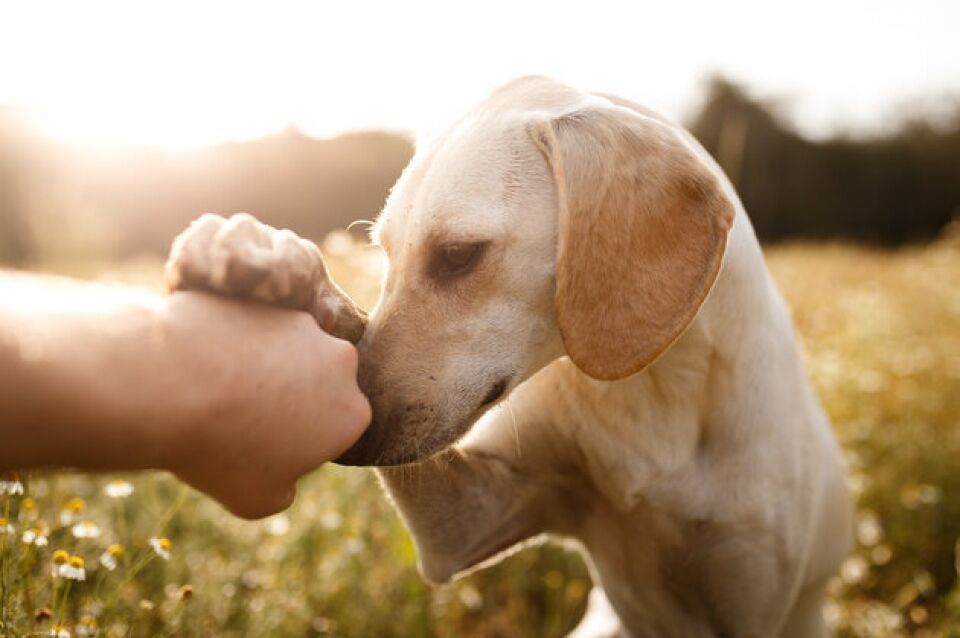 As dez raças de cachorro mais populares do Brasil