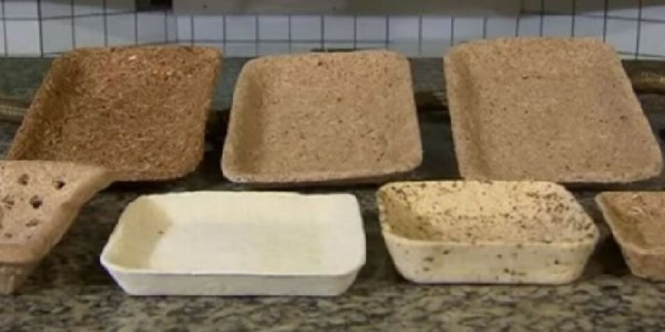 Aluna brasileira cria embalagem biodegradável para substituir o isopor