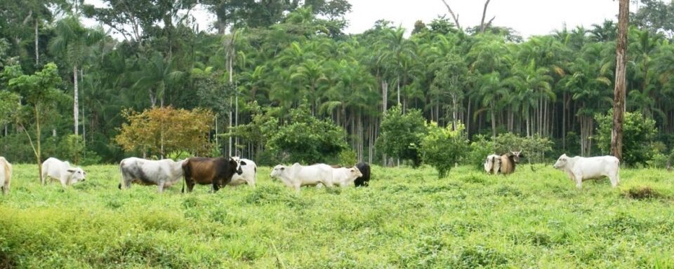Menos Amazônia
