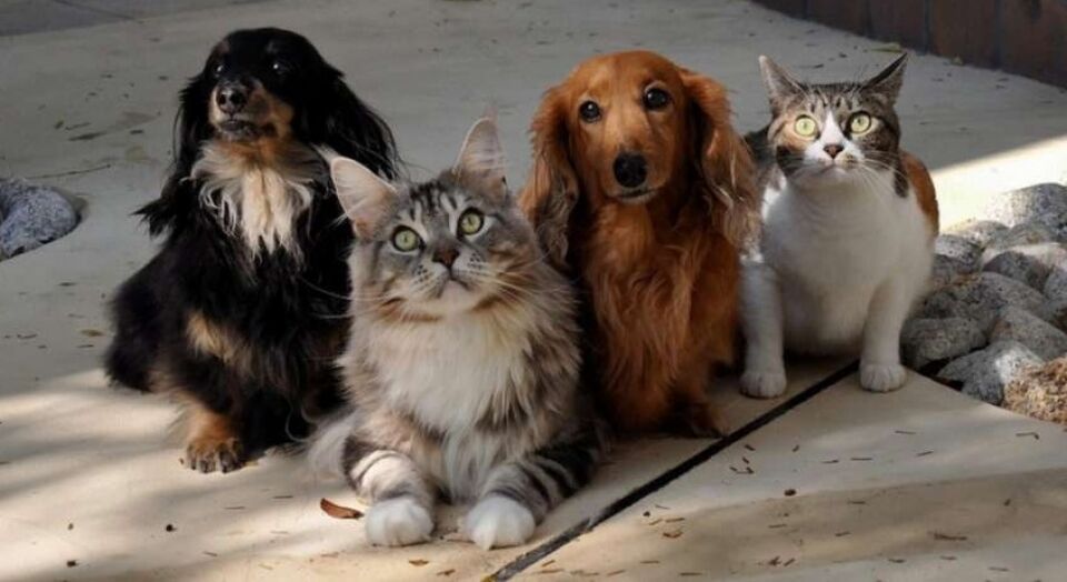 STJ decide que condomínios não podem proibir animais