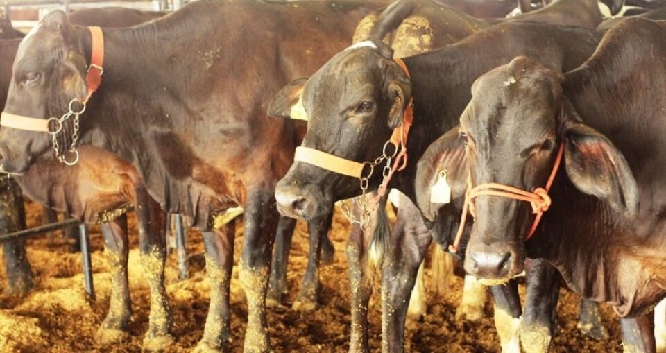 2ª Rondoleite tem programação variada com palestras, exposição de animais e debates sobre a cadeia produtiva