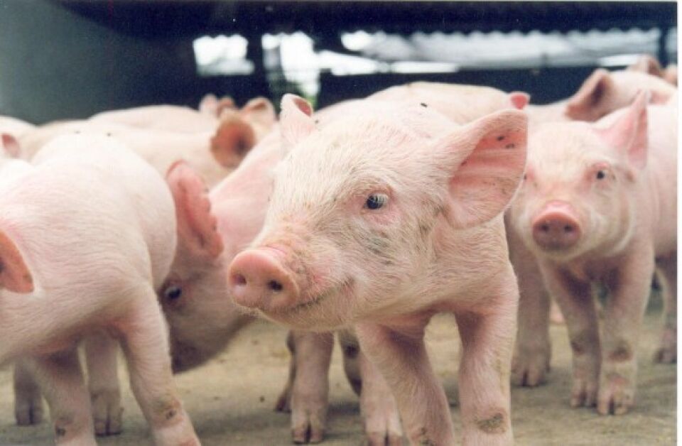 Avicultura e suinocultura integram programação da 8ª Rondônia Rural Show em Ji-Paraná
