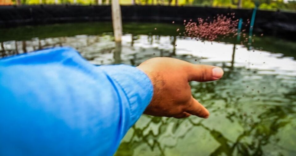 Projeto de piscicultura avança na Fazenda Futuro com mais de 500 alevinos de tambaqui
