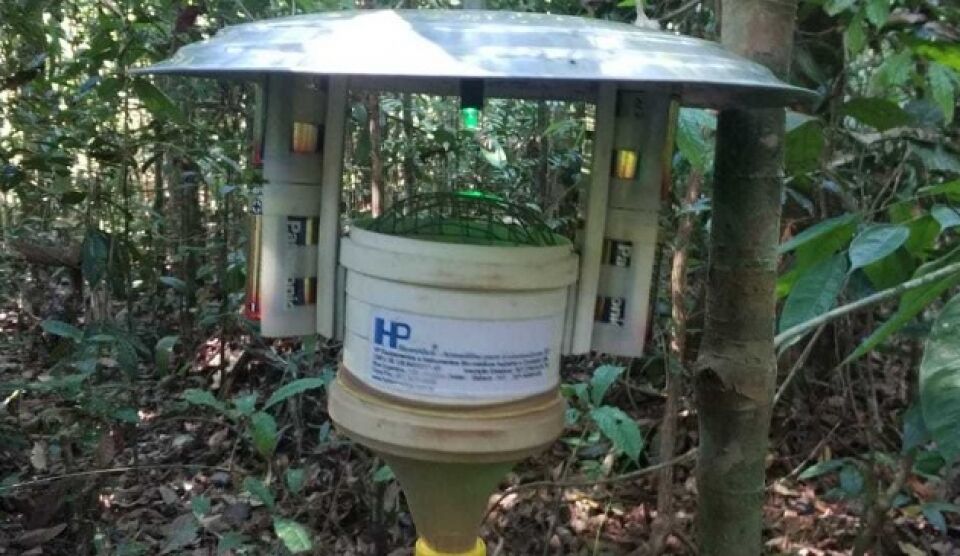 Pesquisador de Rondônia identifica mais 4 tipos de mosquitos transmissores de Leishmaniose
