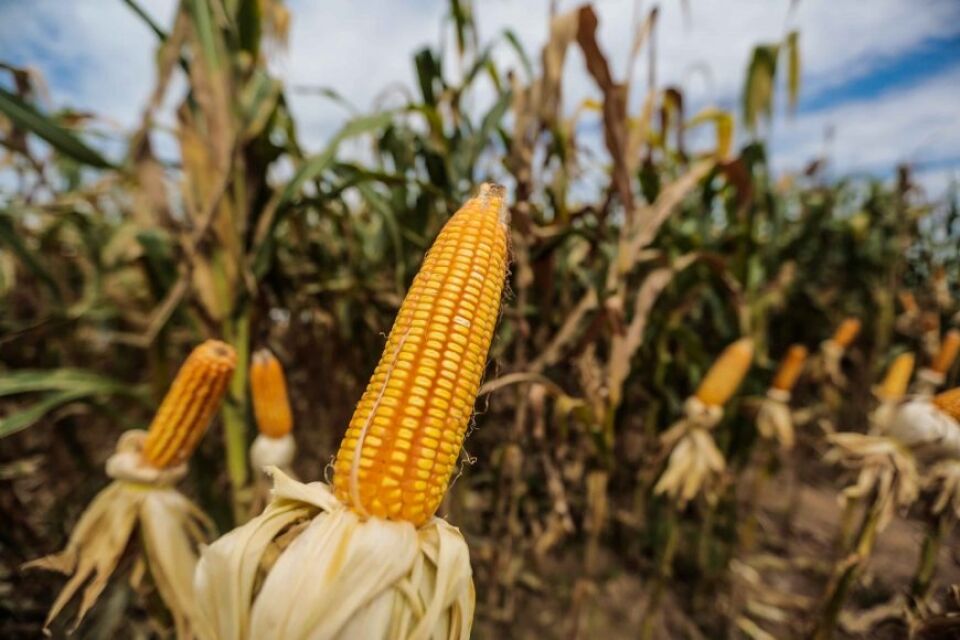Agronegócio movimenta a economia no estado na 8ª Rondônia Rural Show