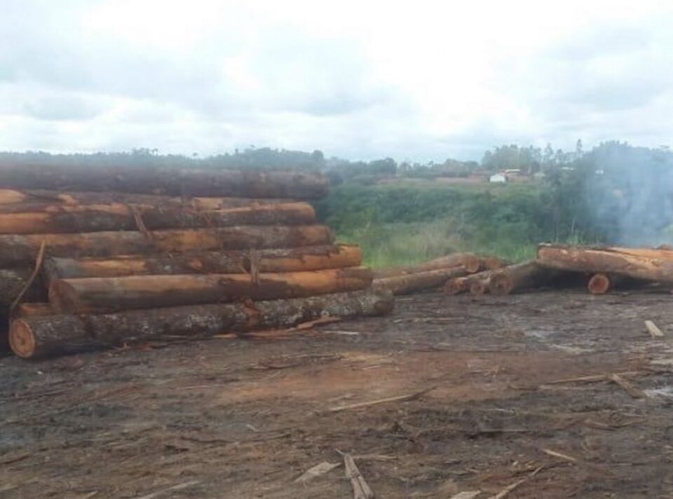 Ibama realiza megaoperação no sul do Pará contra madeireiras ilegais