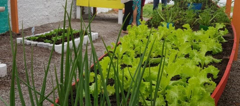Escola Flamboyant alcança 85% da meta do projeto ‘Hortas Sustentáveis’