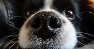 Cães conseguem farejar câncer com 97% de precisão