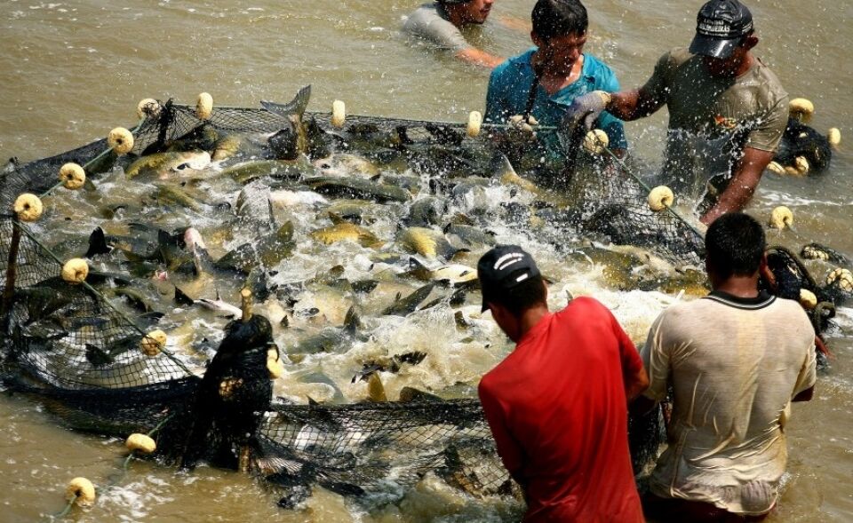 Rondônia terá laboratórios móveis para aferir qualidade dos peixes