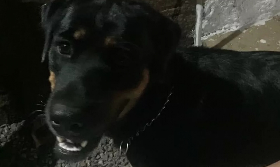 Rottweiler leva dois tiros ao defender dona de assaltantes em casa de RO