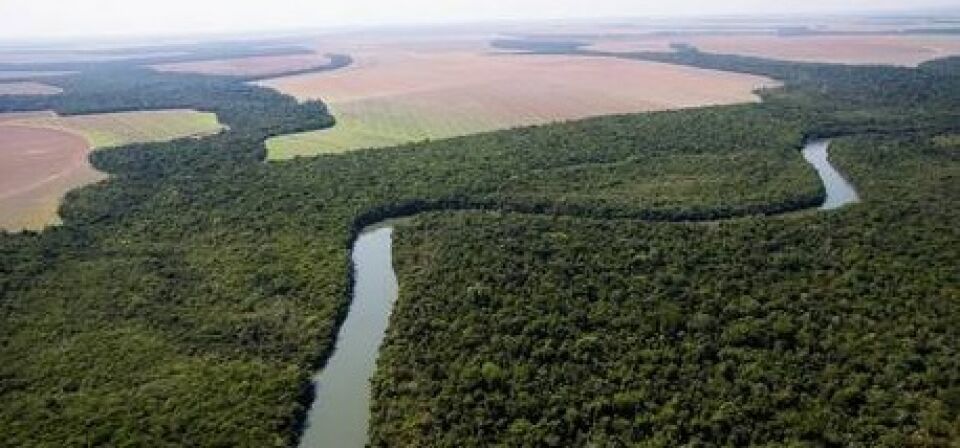 ONGs criticam projeto do governo Bolsonaro de reduzir florestas