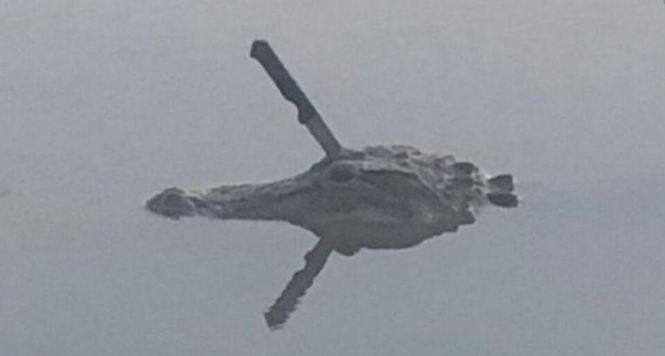 Jacaré é flagrado nadando com uma faca enfiada na cabeça