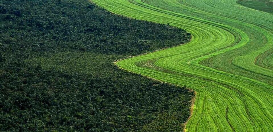 É veneno demais destruindo este verde