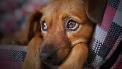 Na evolução, cachorros passaram a levantar sobrancelhas para ter atenção dos humanos