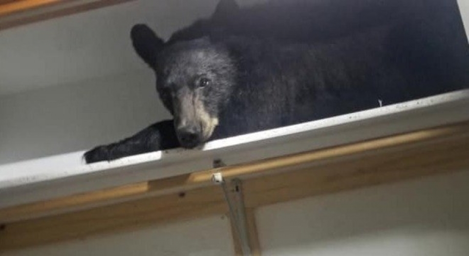 Que susto! Donos de casa flagram urso dormindo em armário nos EUA