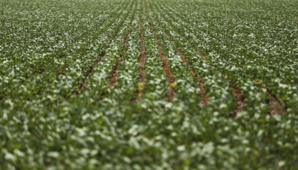 Ministério da Agricultura libera 42 agrotóxicos e defende estratégia de baratear produtos