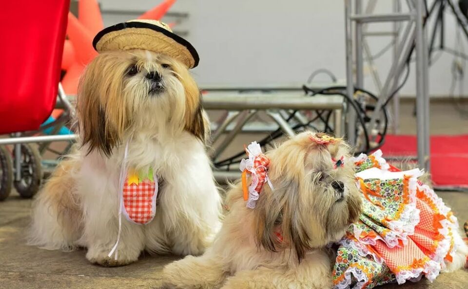 De sexta a domingo: veja os eventos para esse final de semana