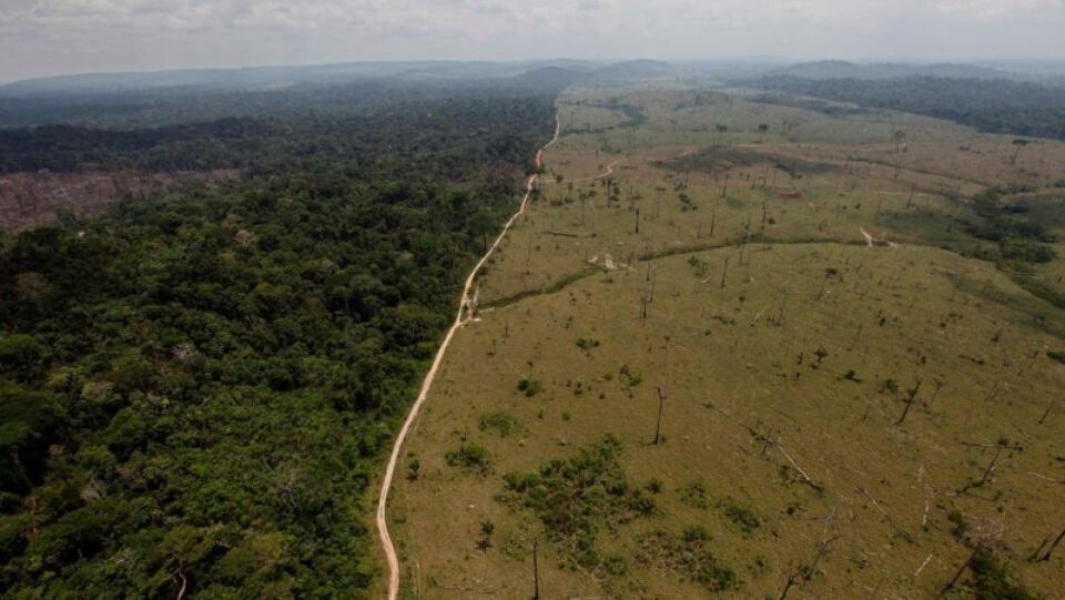 Desmatamento e mudanças climáticas podem dividir a floresta amazônica, revela estudo