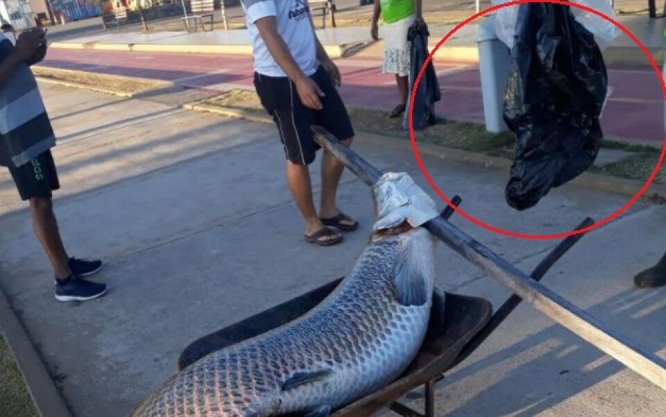 Pirarucu morre asfixiado e foto viraliza