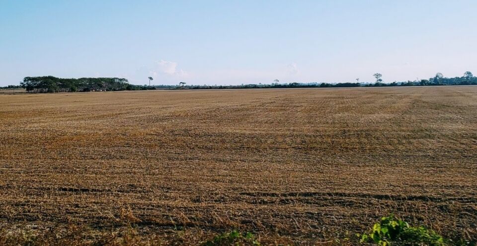 Começou o 'vazio sanitário'. Até 15 de setembro, não se planta nada