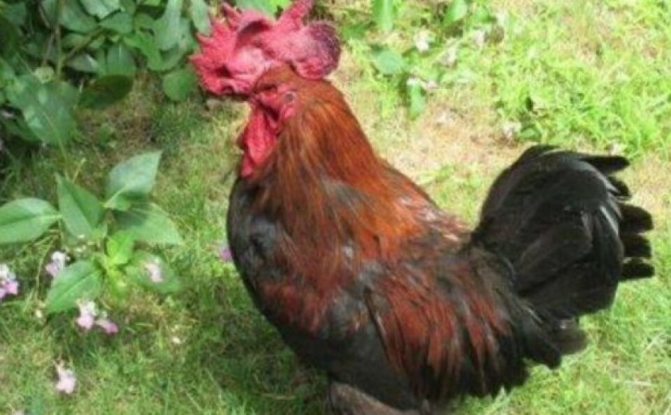 Galo é processado na França por cantar alto demais