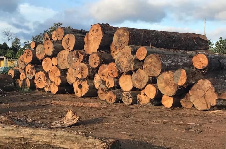 Madeira apreendida na Operação SOS Karipuna em RO é doada pelo Ibama