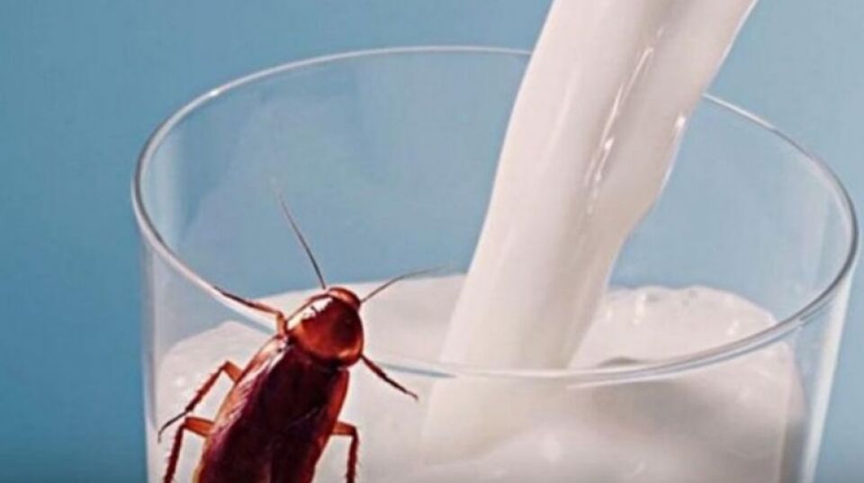 Leite de barata é quatro vezes mais nutritivo que o leite de vaca; diz estudos