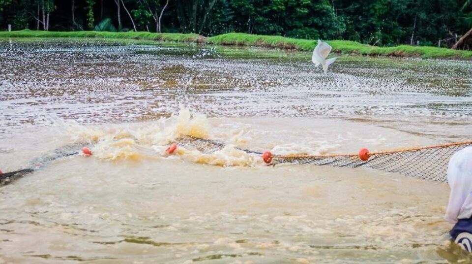 A pesca semi-intensiva de Rondônia tem a segurança que as Nações Unidas exige