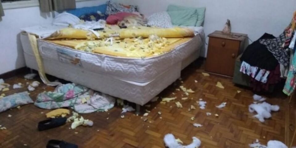 VIDEO: Cachorro ganha a web em vídeo de destruição do quarto da dona