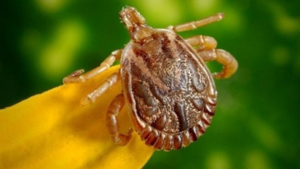 Após sentir irritação, homem encontra carrapato dentro do olho