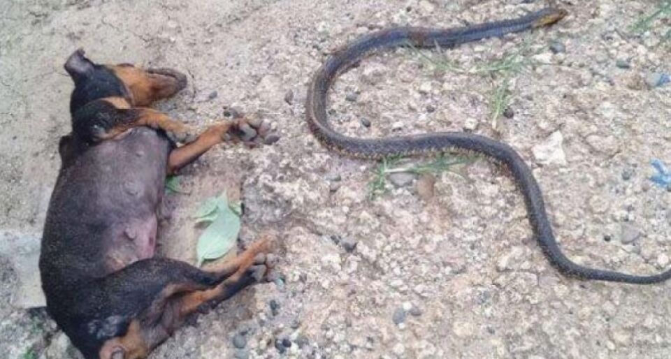 VÍDEO: Cães sacrificam as vidas para proteger bebê de cobra venenosa