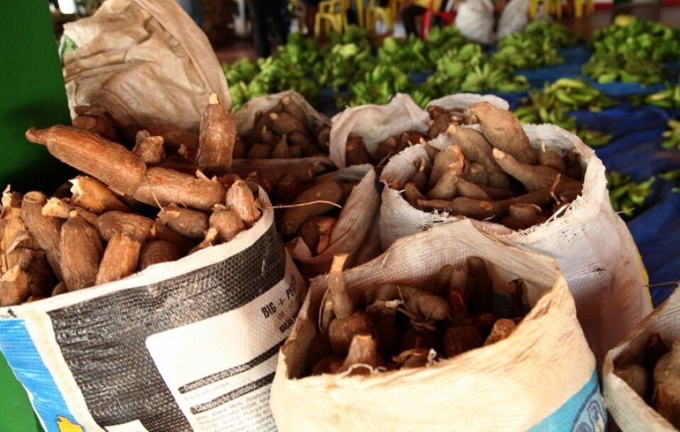 Mais de R$ 2,5 milhões são investidos na agricultura familiar e 150 famílias beneficiadas com o Programa de Aquisição de Alimentos